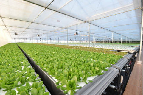 起底京東植物工廠 水培蔬菜安全到“不洗就能吃”，科技如何重塑茶葉種植